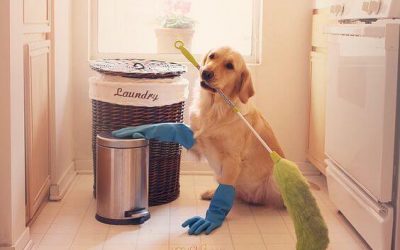 6 Cleaning Tips for Pet Owners