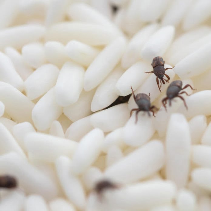 How to get Rid of Pantry Weevils 