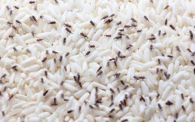 Our Experts Share Their Top Tips On How To Get Rid Of Pantry Bugs