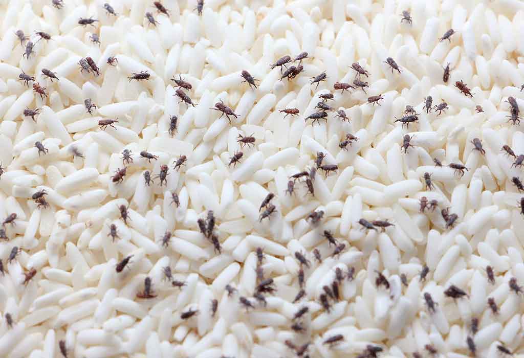 How to get rid of pantry bugs