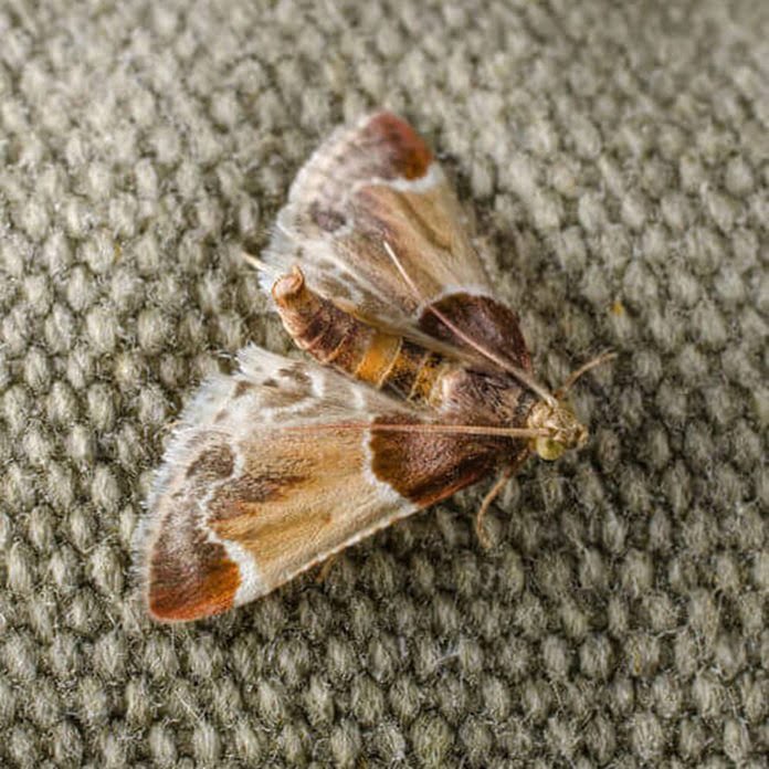 How to get Rid of Pantry Moths 