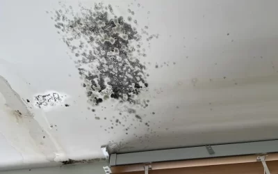 How to Remove Mould from Ceilings￼